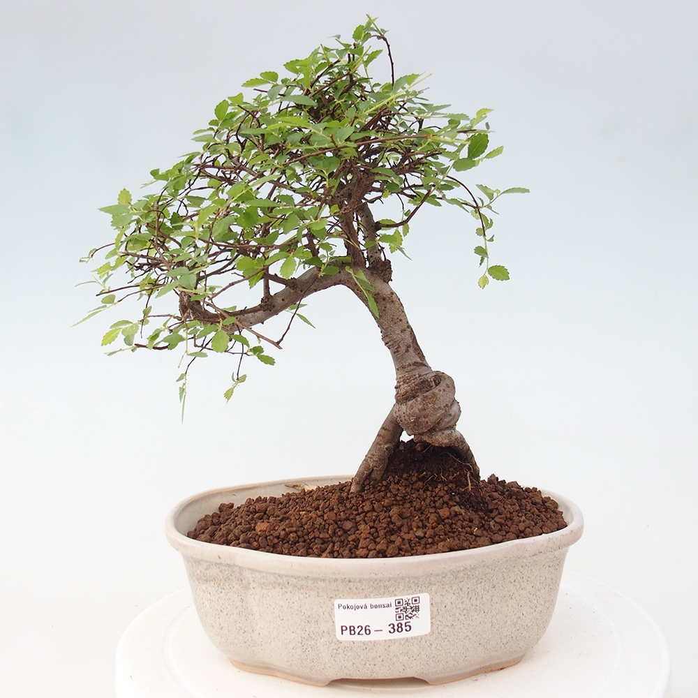 Zimmerbonsai - Ulmus parvifolia - Kleinblättrige Ulme
