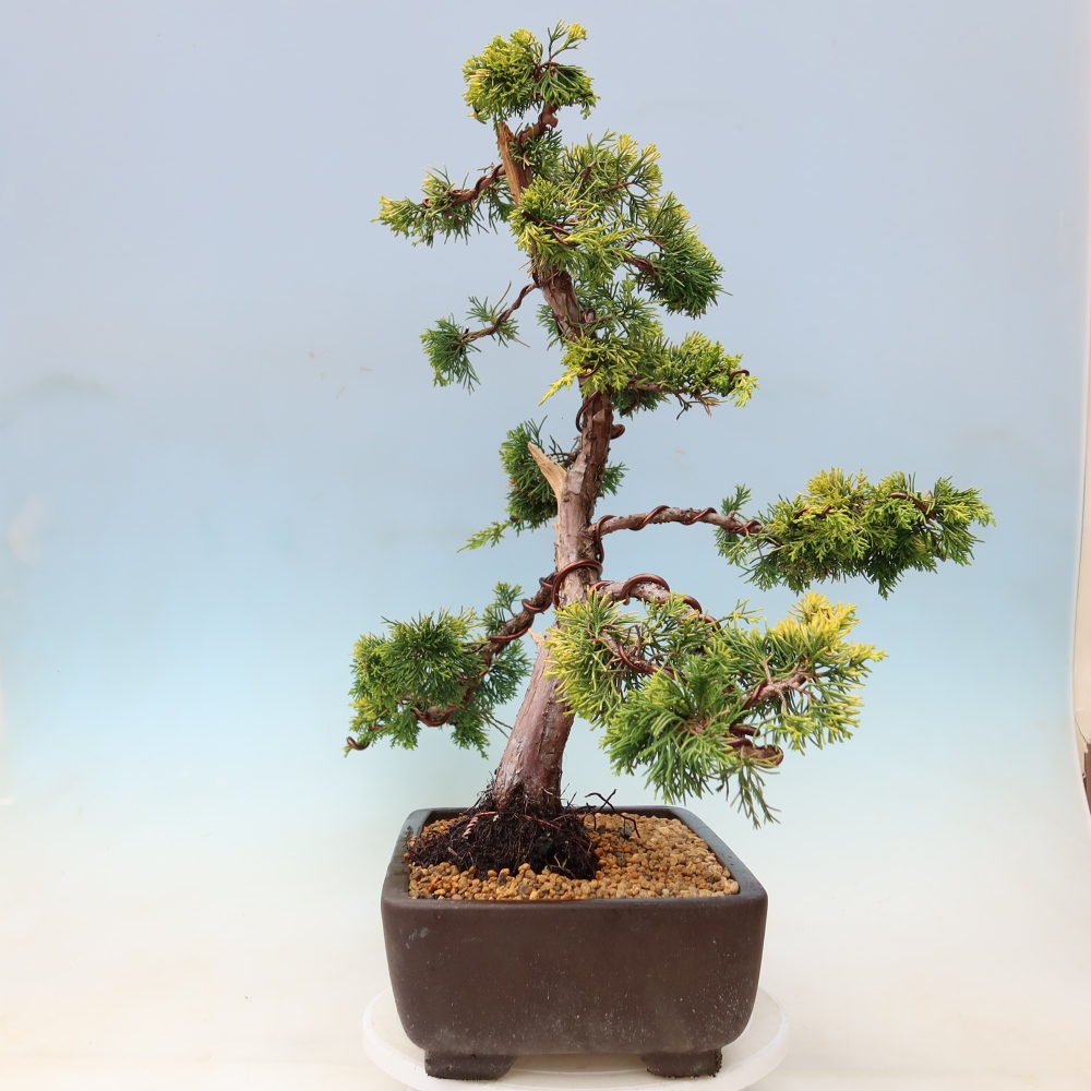 Bonsai für den Außenbereich – Juniperus chinensis  aurea – Chinesischer Goldwacholder
