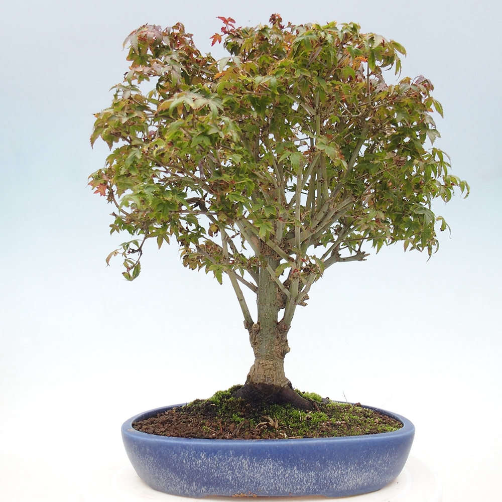 Acer palmatum KIOHIME - Palmetto-Ahorn