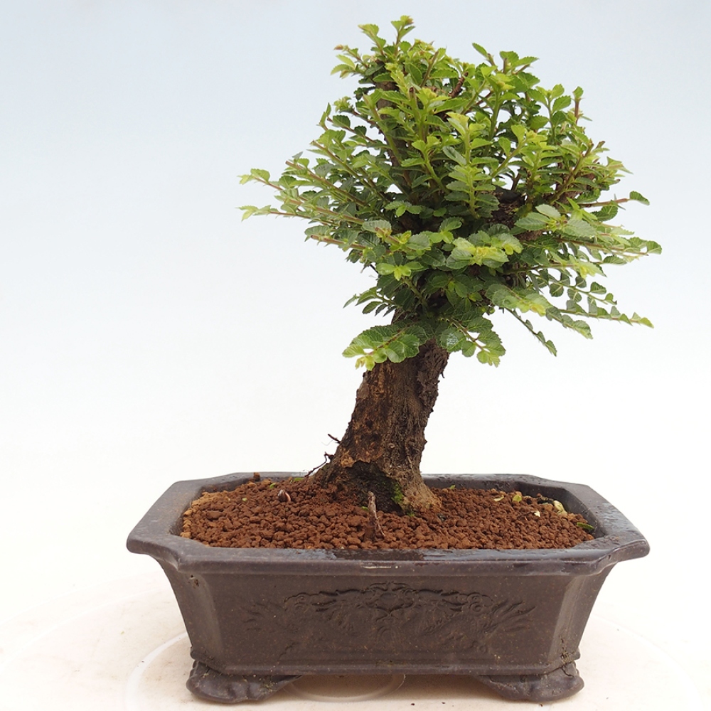 Bonsai im Freien - Ulmus parvifolia Hokkaido - Chinesische Ulme