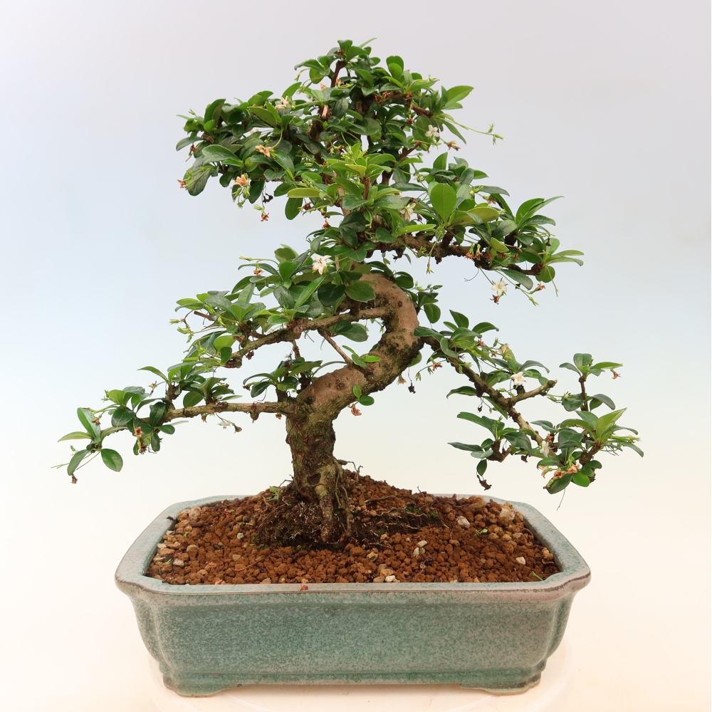 Zimmer-Bonsai - Carmona macrophylla - Tee-Fuki
