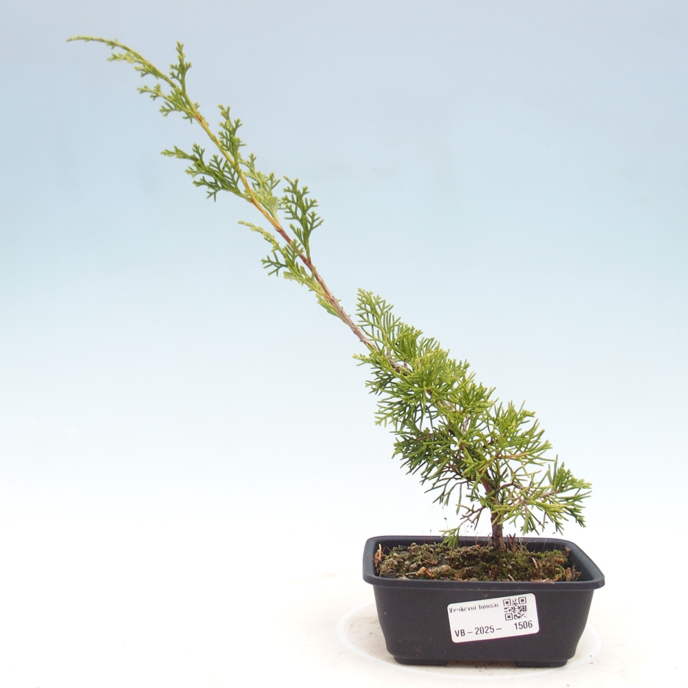 Outdoor bonsai - Juniperus chinensis Itoigawa - Chinese juniper