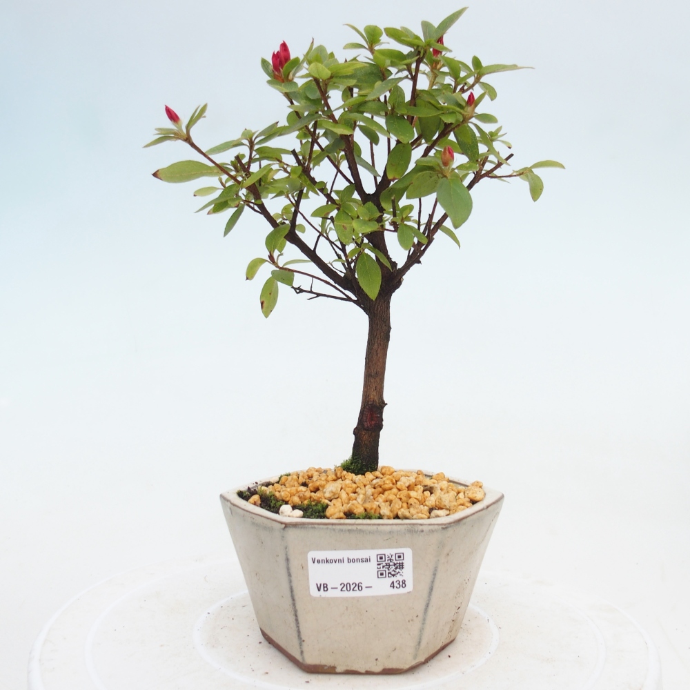 Bonsai für draußen - Japanische Azalee - Azalea sp.