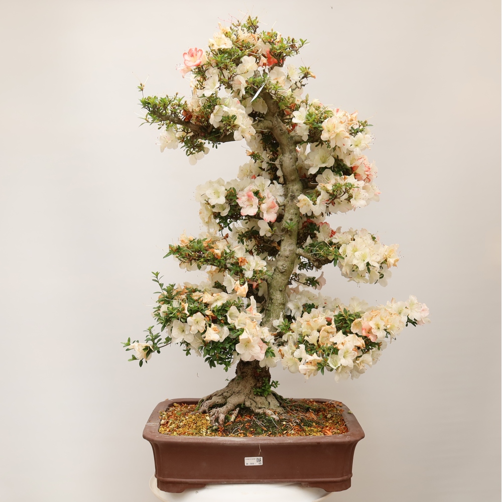 Bonsai für draußen - Japanische Azalee - Azalee Tochizumi