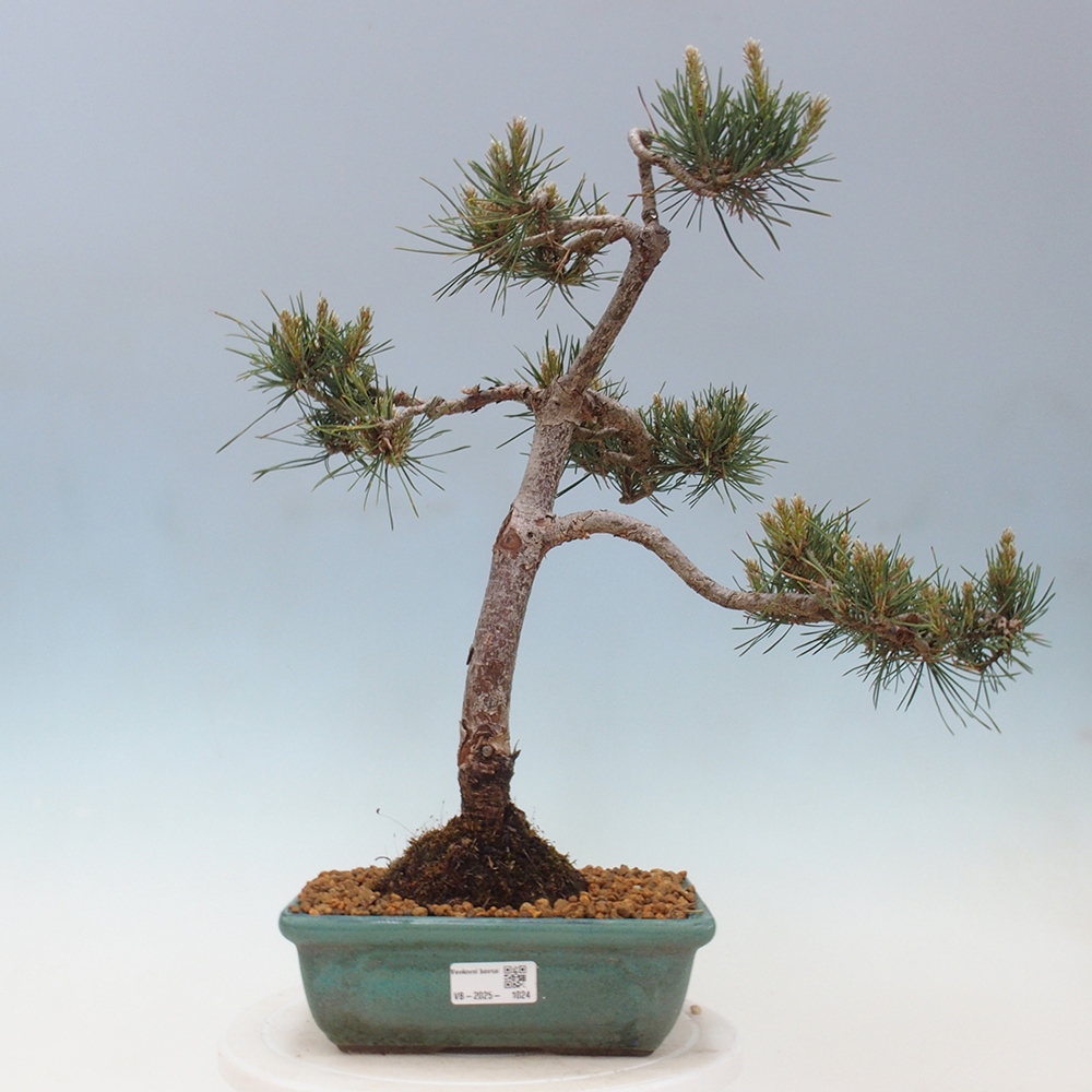 Bonsai im Freien - Pinus Sylvestris - Waldkiefer