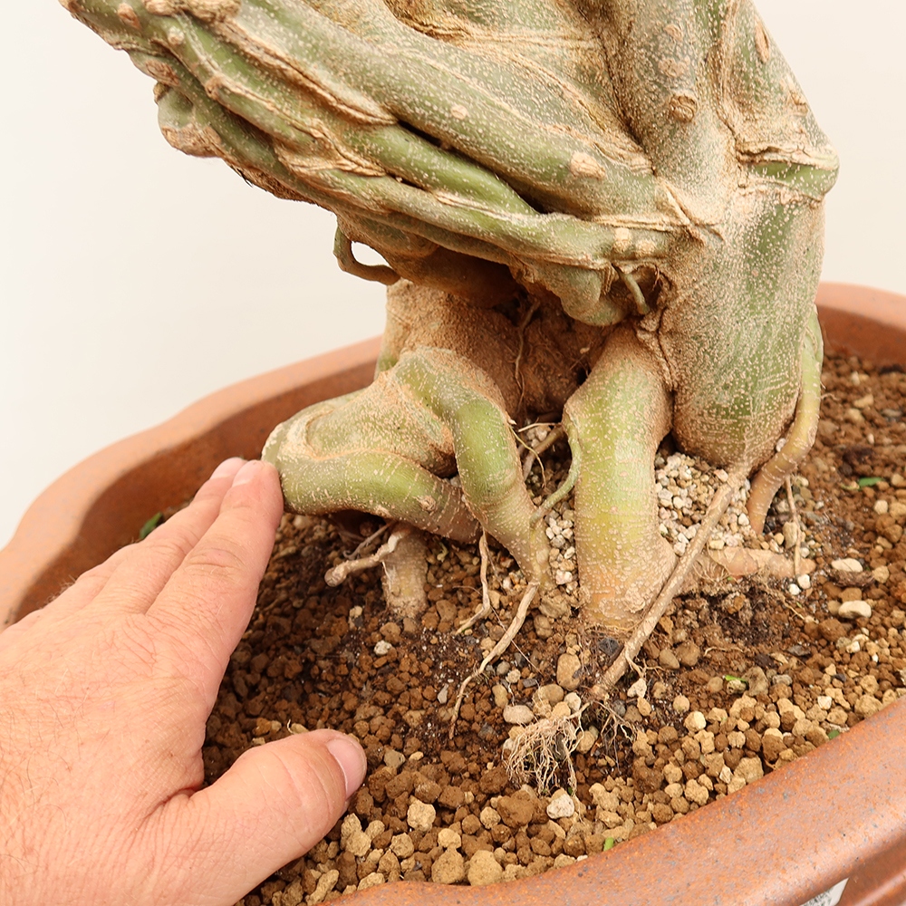 Bonsai für draußen - Ahorn Burger - Acer Burgerianum