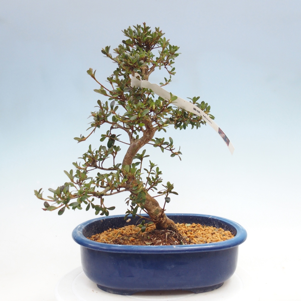 Bonsai für draußen - Japanische Azalee - Azalee Misaki