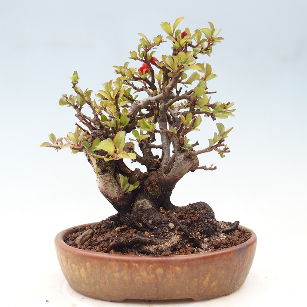 Bonsai für draußen - Chaneomeles speciosa - Quitte