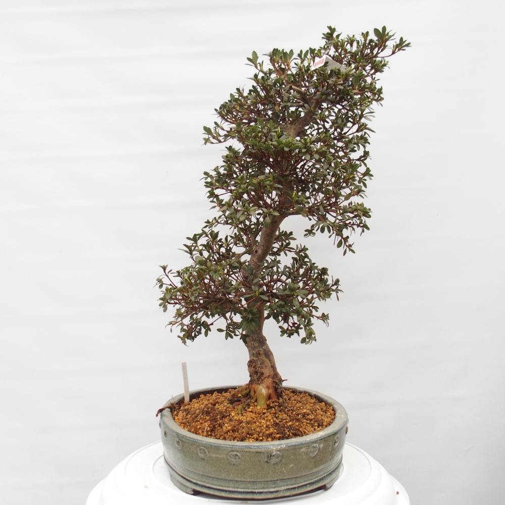 Bonsai für draußen - Japanische Azalee - Azalee Akari