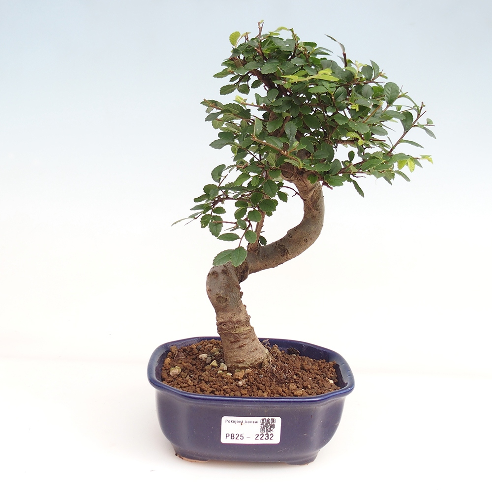 Zimmer Malolistý Ulme Bonsai