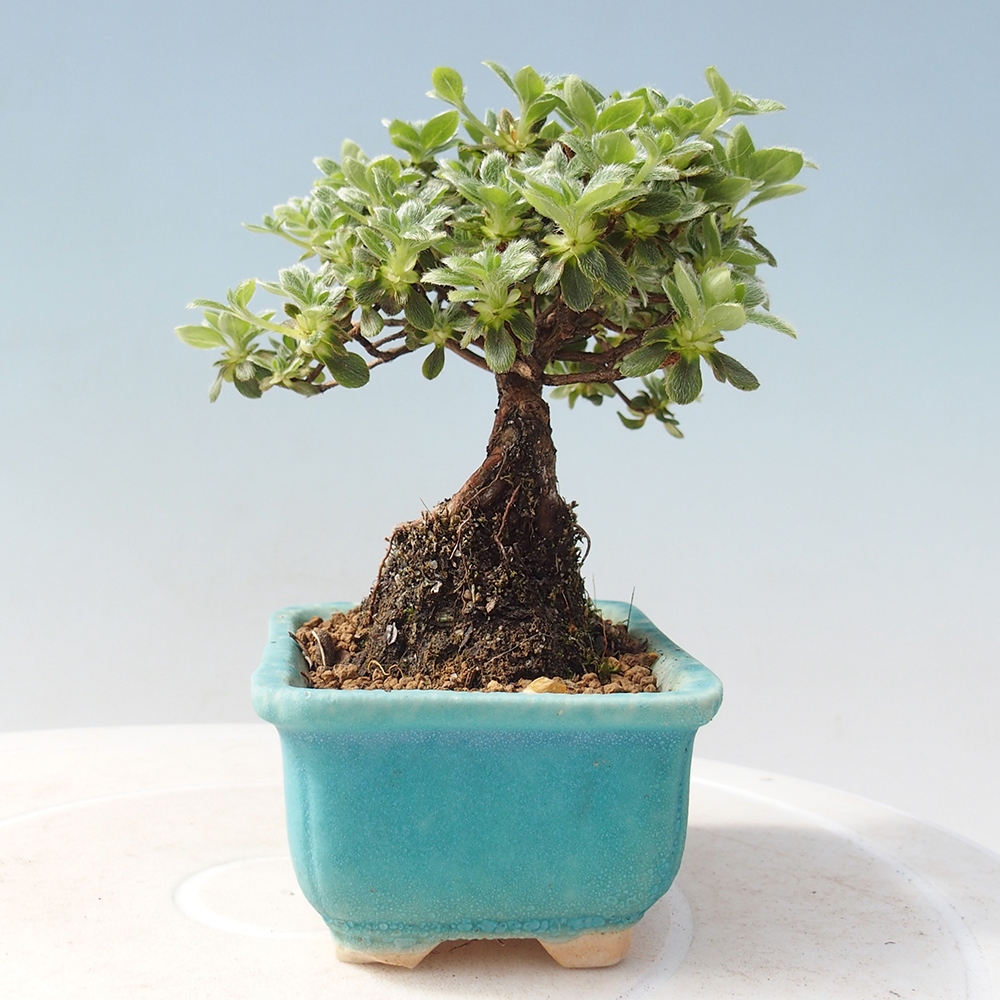 Outdoor-Bonsai - Rododendron indicum - Japanische Azalee