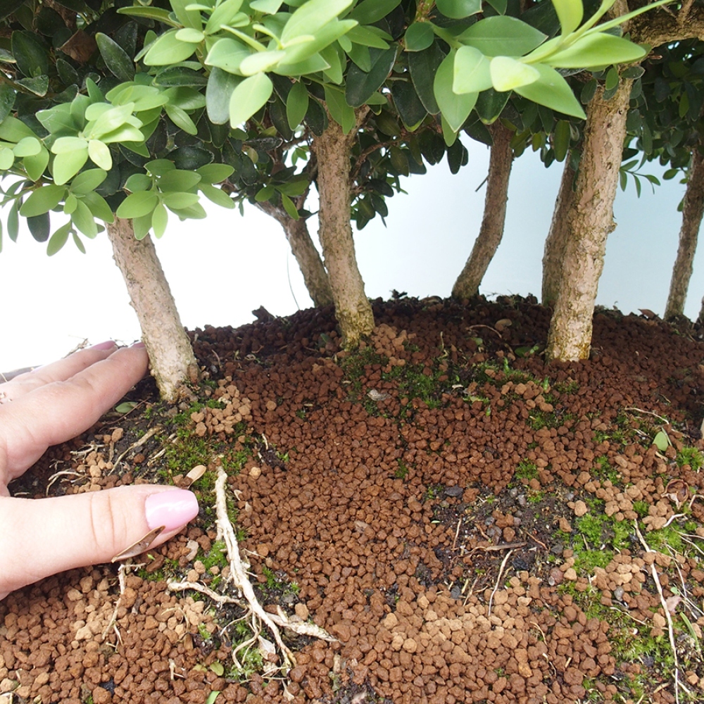 Outdoor-Bonsai - Buxus sempervirens - Buchsbaum