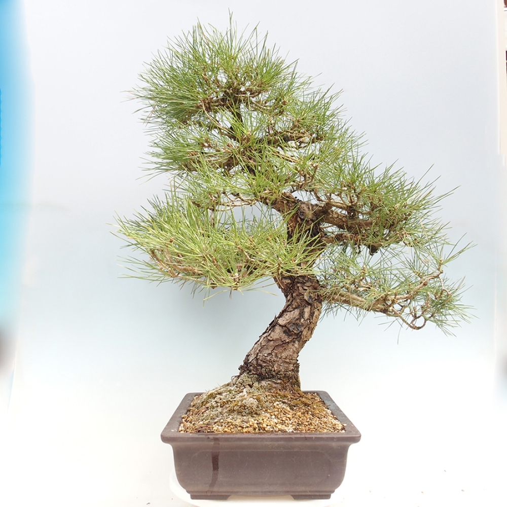 Bonsai für draußen - Pinus thunbergii - Thunberg-Kiefer
