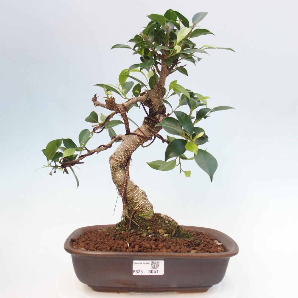 Indoor-Bonsai - Ficus kimmen - kleinblättriger Ficus