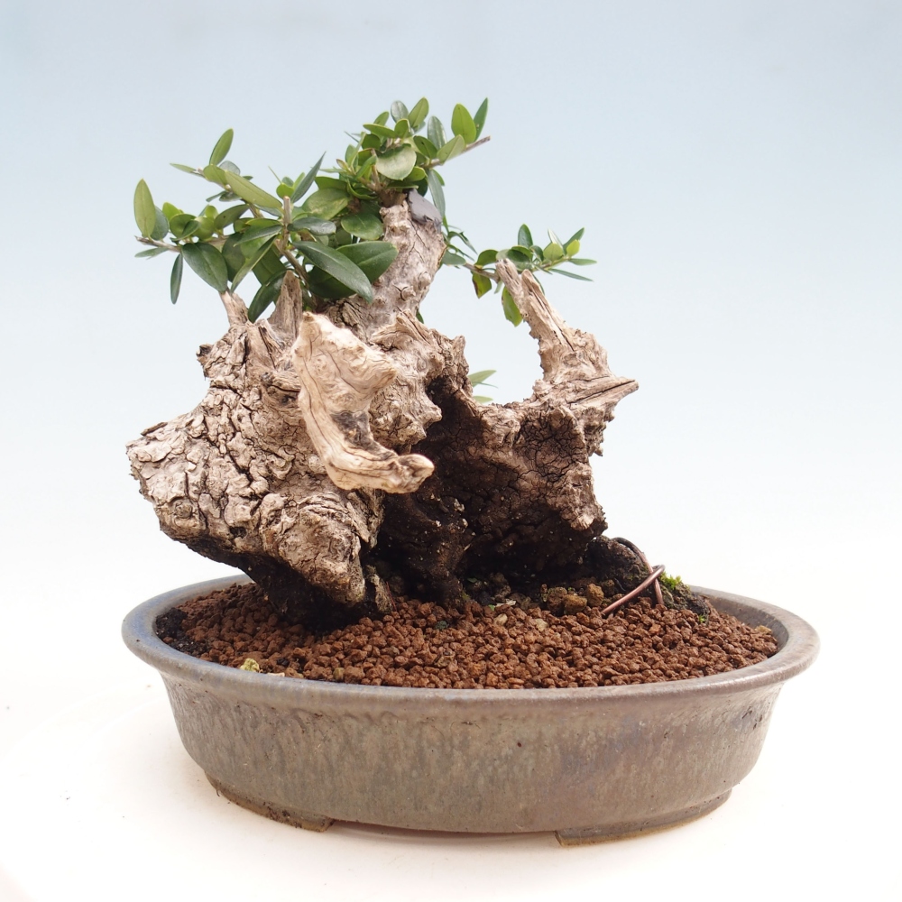 Indoor-Bonsai - Olea europaea sylvestris - Europäisches kleinblättriges Olivenöl