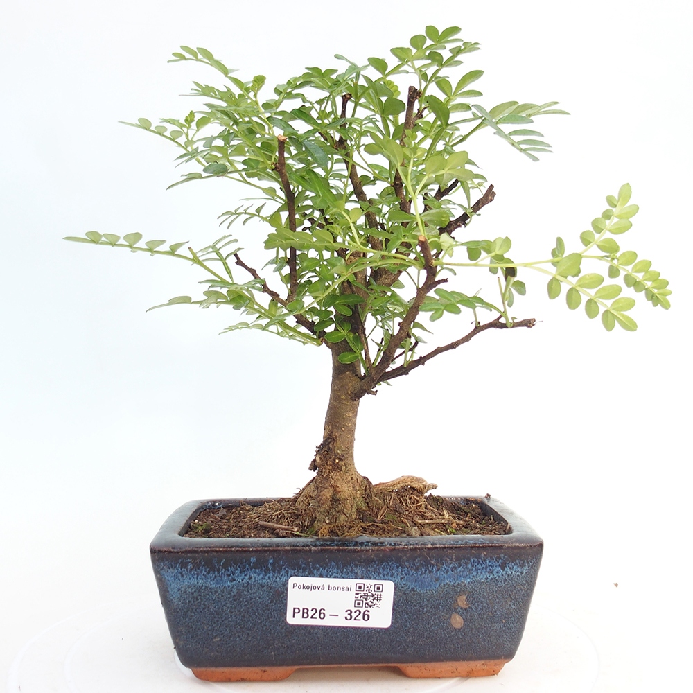 Zimmer Bonsai - Zantoxylum piperitum - Pfefferbaum