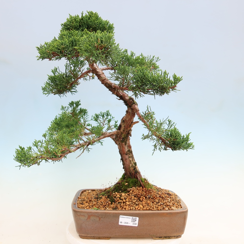 Bonsai für draußen - Juniperus chinensis Kishu