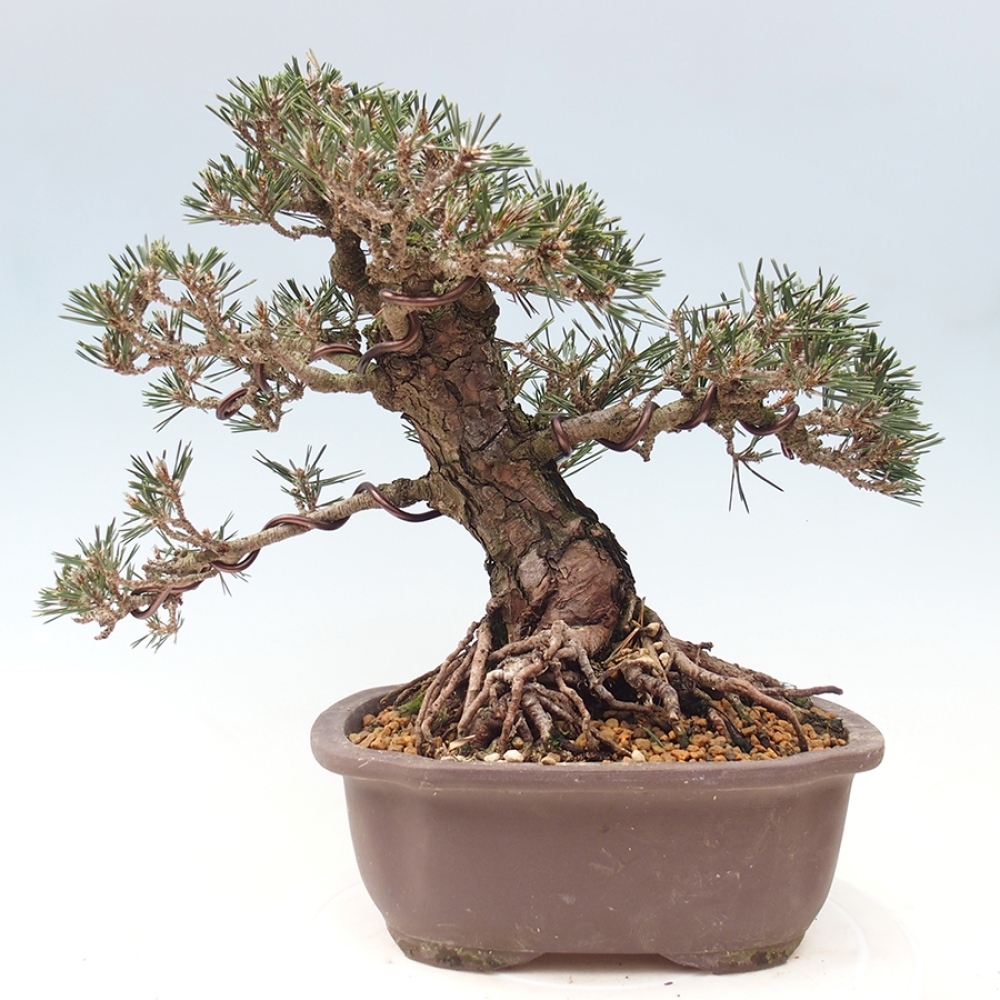 Bonsai für draußen - Pinus thunbergii Kotobuki - Thunberg-Kiefer