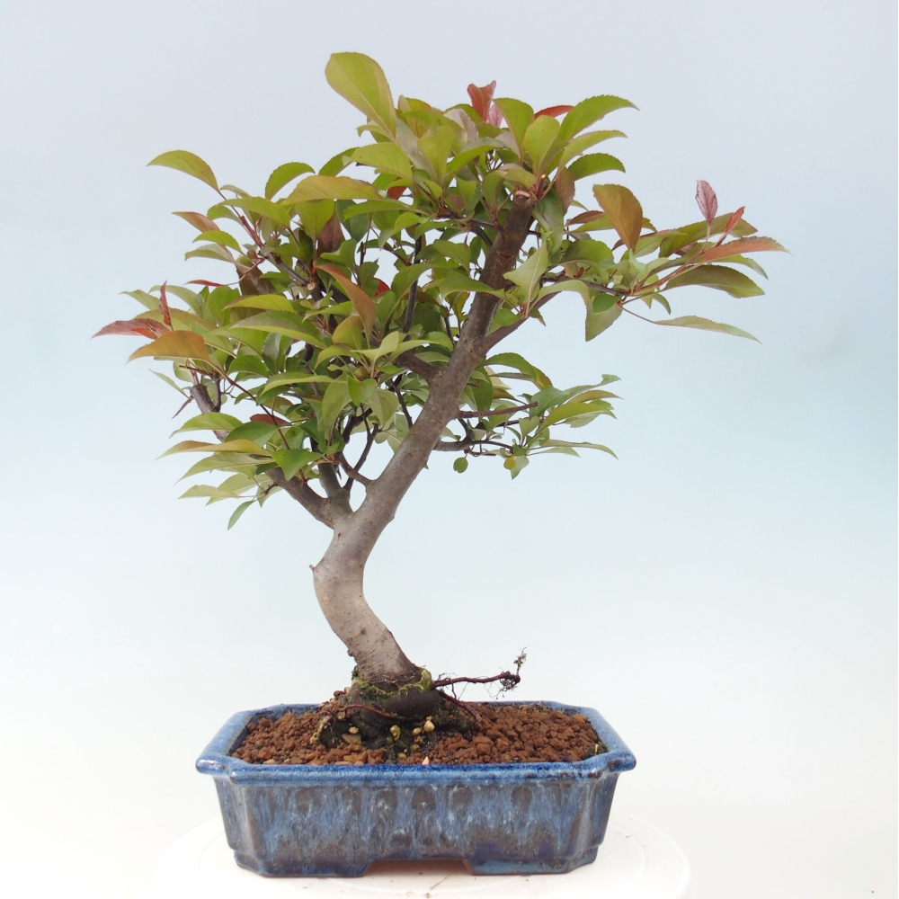 Freilandbonsai - Malus Domestica - Kleinfruchtiger rotblättriger Apfelbaum