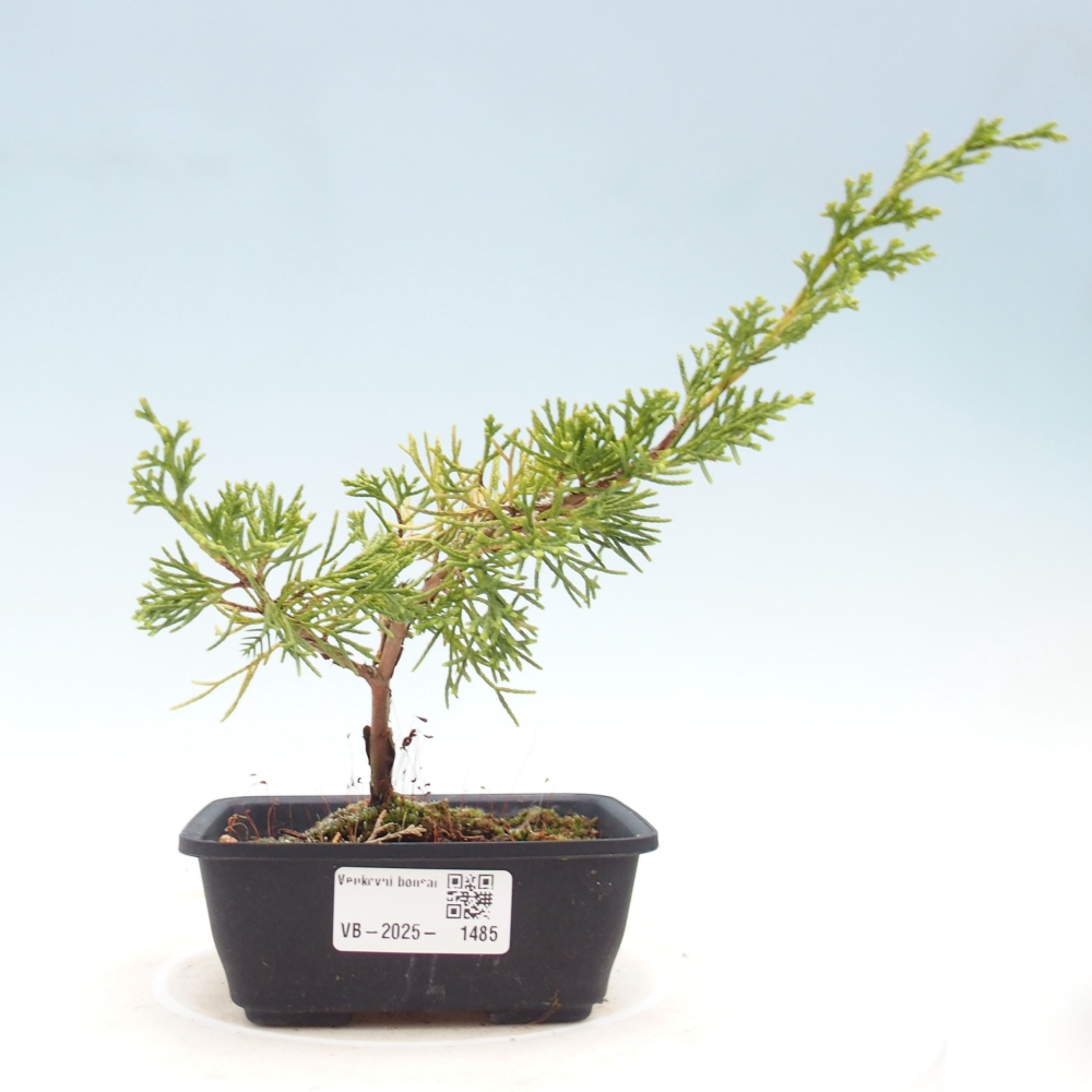 Outdoor bonsai - Juniperus chinensis Itoigawa - Chinese juniper
