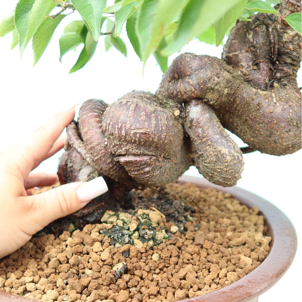 Bonsai für den Außenbereich – Japanischer Aprikosenbaum – Prunus Mume
