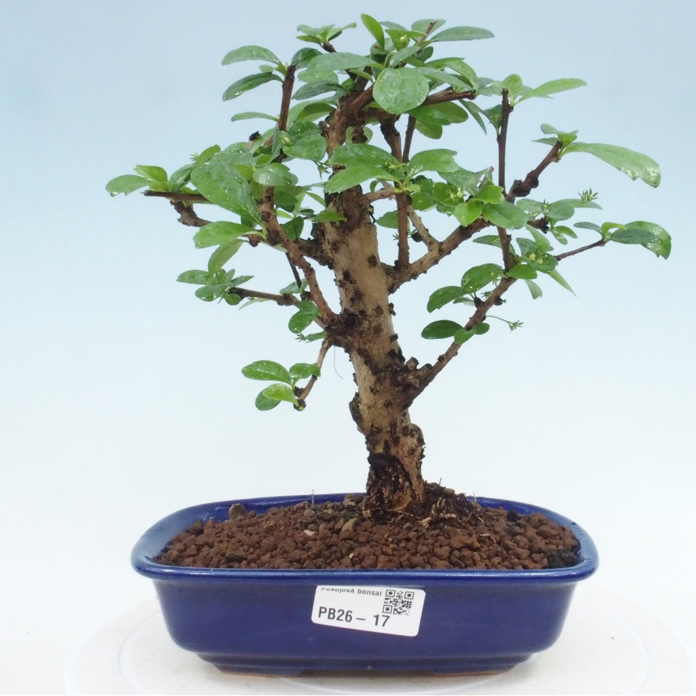 Zimmer-Bonsai - Carmona macrophylla - Tee-Fuki