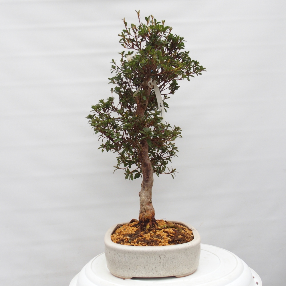 Bonsai für draußen - Japanische Azalee - Azalee Hanatsuzuri