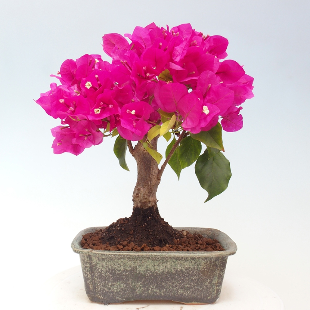 Indoor Bonsai - Bouganwilea
