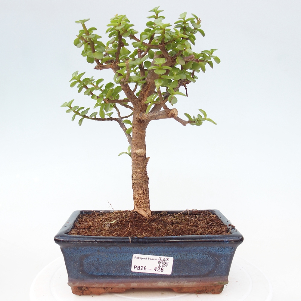 Zimmer Bonsai - Portulakaria Afra - Tlustice