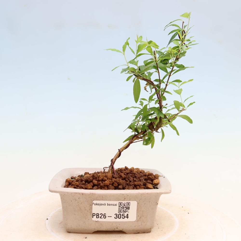 Zimmer-Bonsai-PUNICA granatum nana-Apfel-Granatapfel