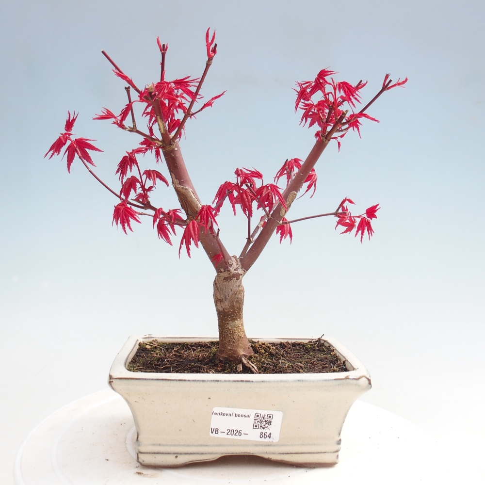 Bonsai für draußen - Acer palmatum DESHOJO