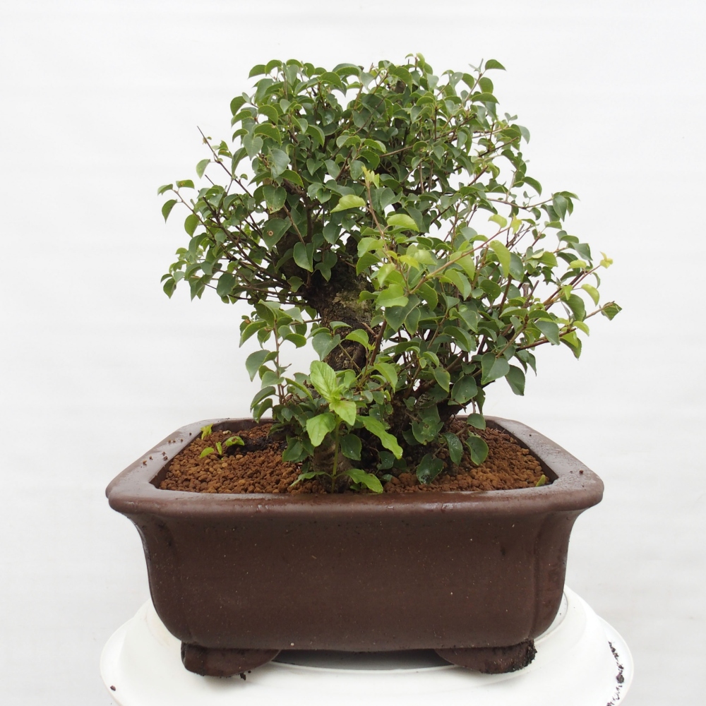 Bonsai im Freien - Mahalebka - Prunus mahaleb