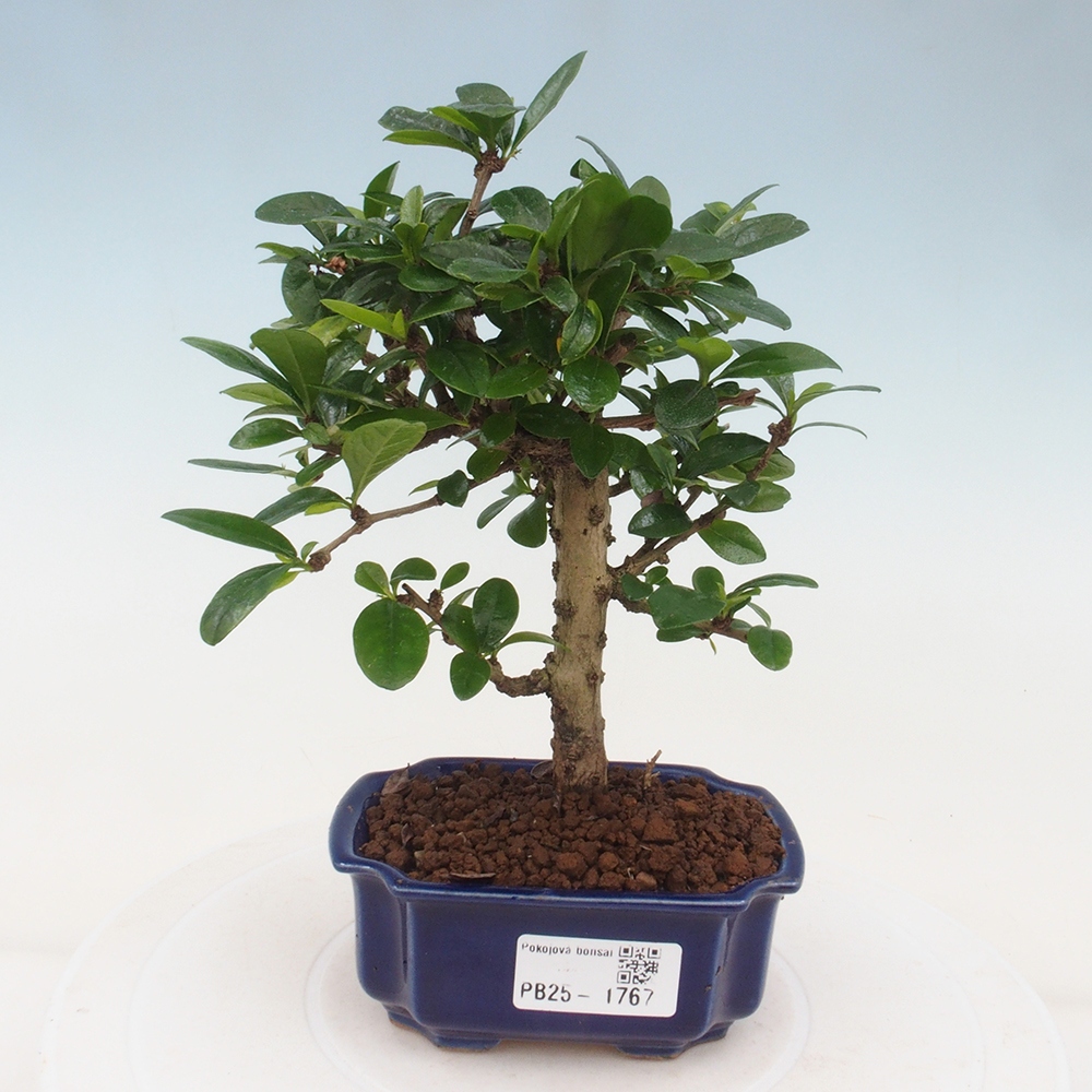 Zimmerbonsai - Carmona Macrophylla - Fuki-Tee