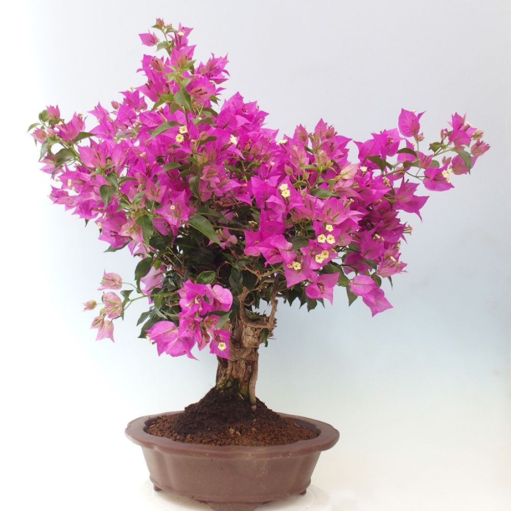 Indoor Bonsai - Bouganwilea