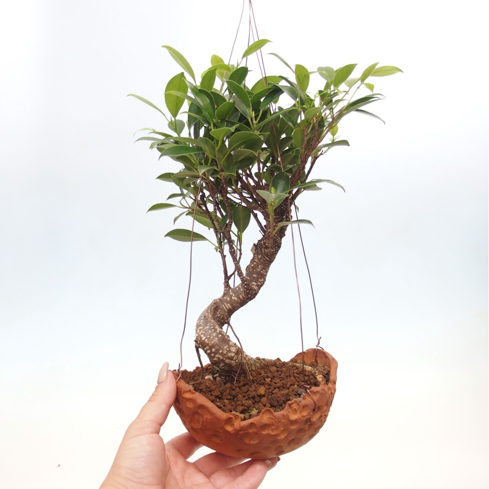 Kokedama aus Keramik - Kleinblättriger Ficus - Ficus kimmen