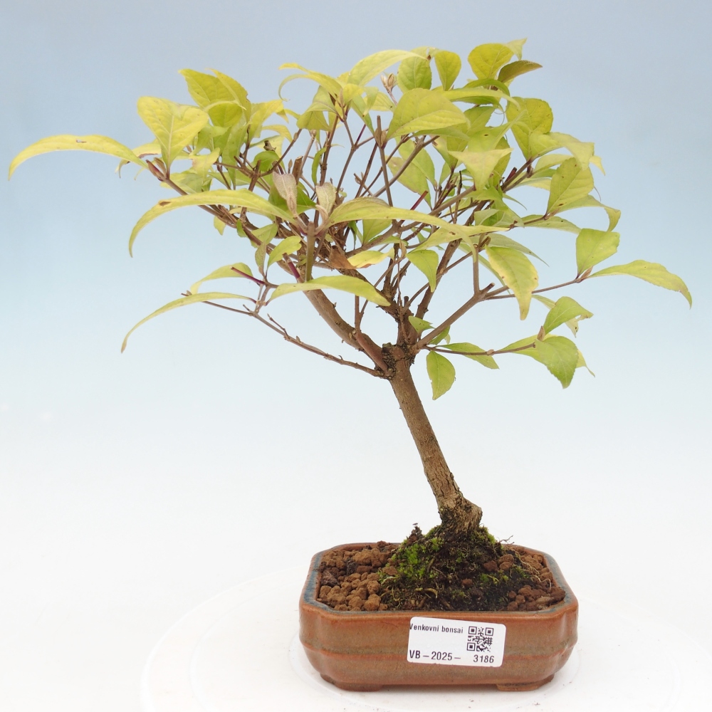 Bonsai im Freien - wunderschöne Pflanze - Callicarpa japonica