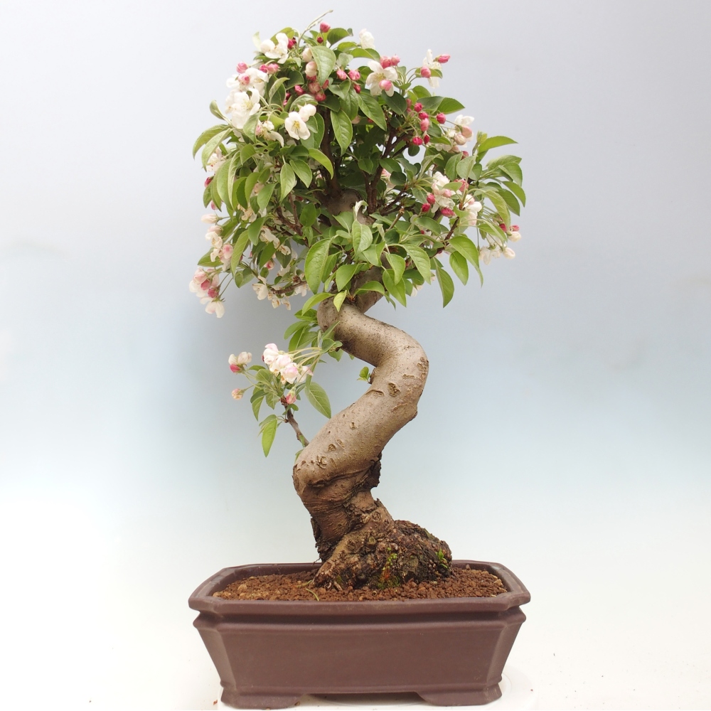 Outdoor-Bonsai -Malus halliana - Kleinfrüchtiger Apfelbaum
