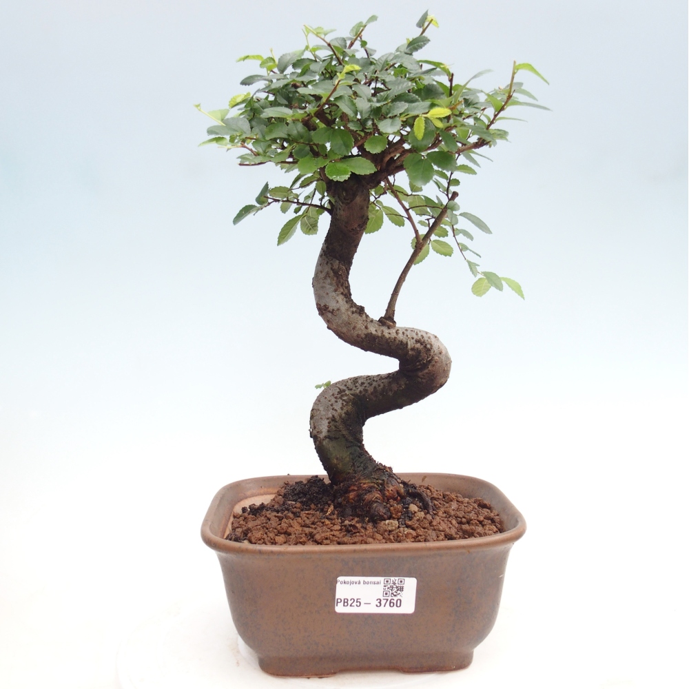 Zimmerbonsai - Ulmus parvifolia - Kleinblättrige Ulme