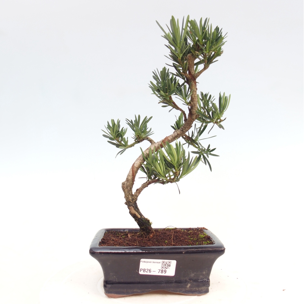 Zimmerbonsai - Podocarpus - Stein-Eibe