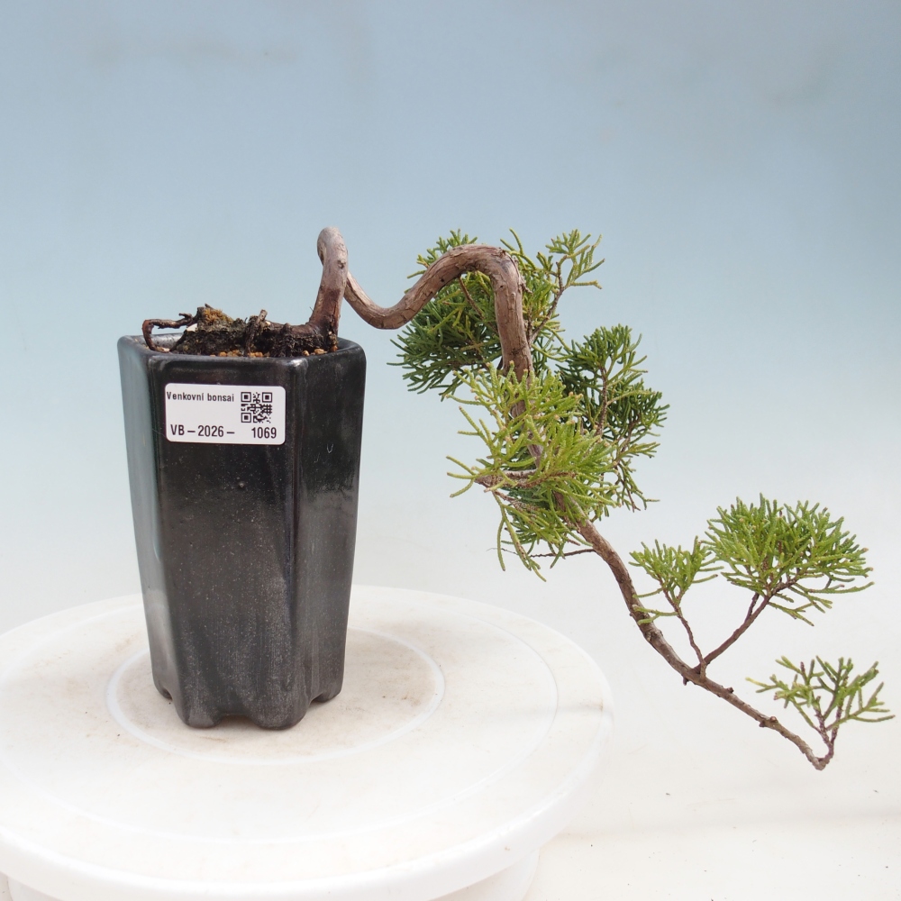 Bonsai für draußen - Juniperus chinensis Kishu