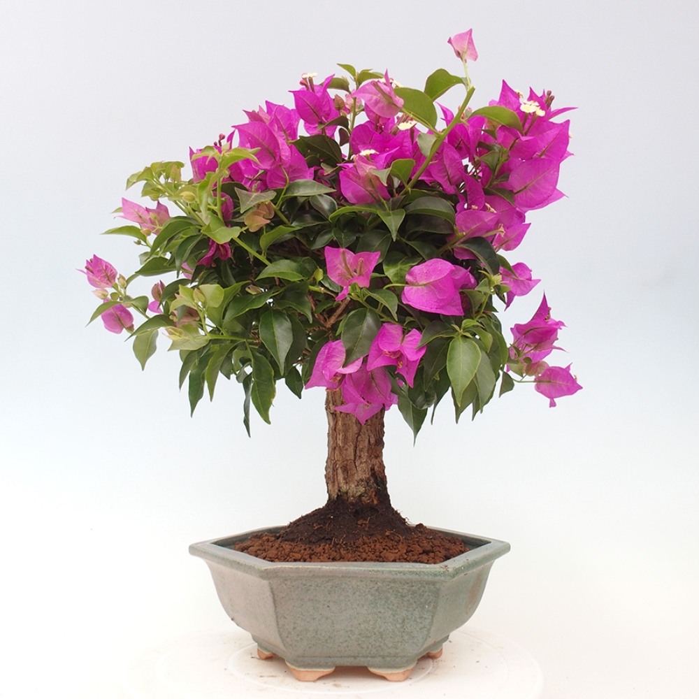 Indoor Bonsai - Bouganwilea