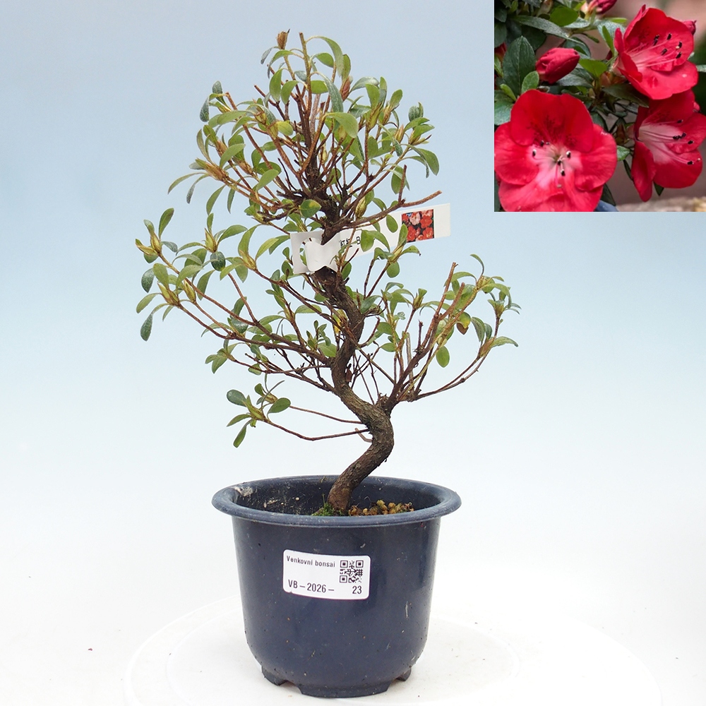 Bonsai für draußen - Japanische Azalee - Azalea Benibeni