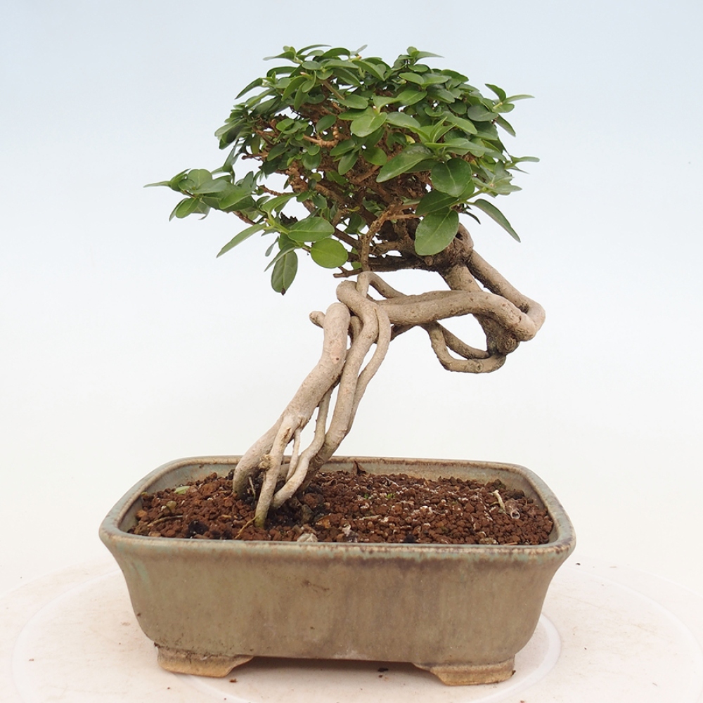 Zimmerbonsai - Premna serratifolia - Kozlovon kleinblättrig