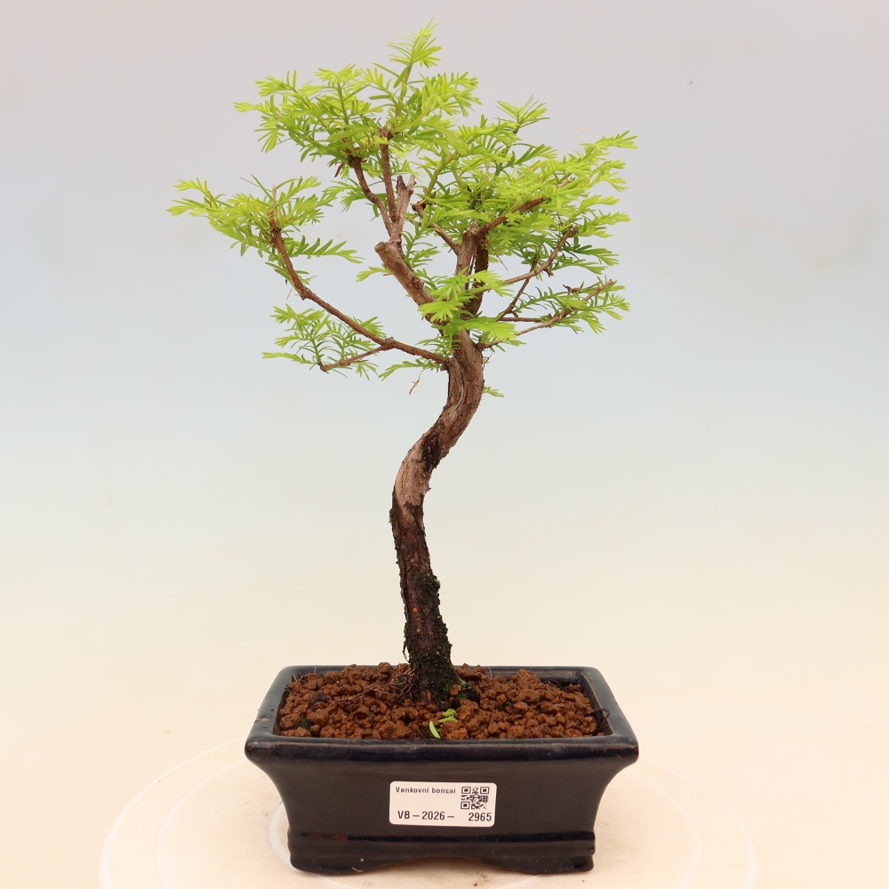 Bonsai für draußen - Metasequoia glyptostroboides - Chinesische Metasequoia