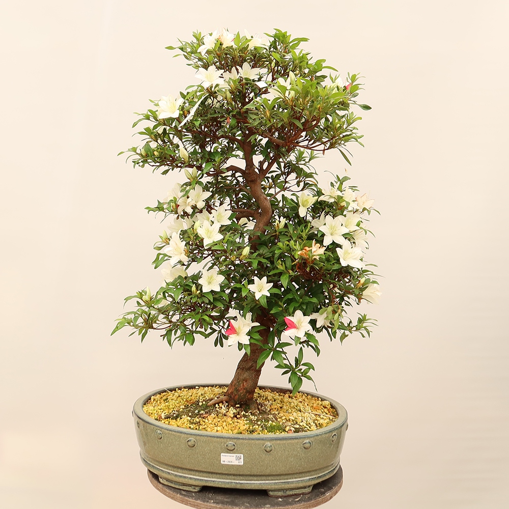 Bonsai für draußen - Japanische Azalee - Azalee CHIHIRO