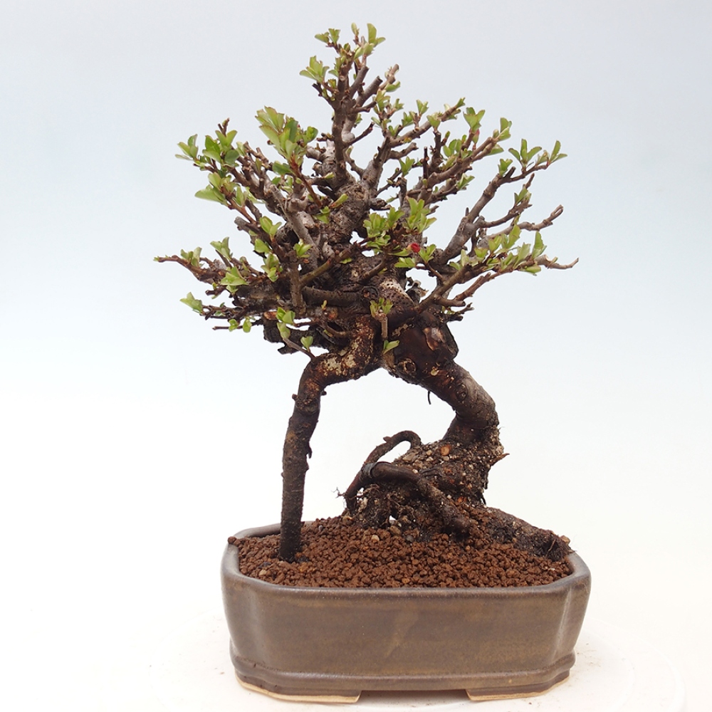 Bonsai für draußen - Chaneomeles speciosa - Quitte