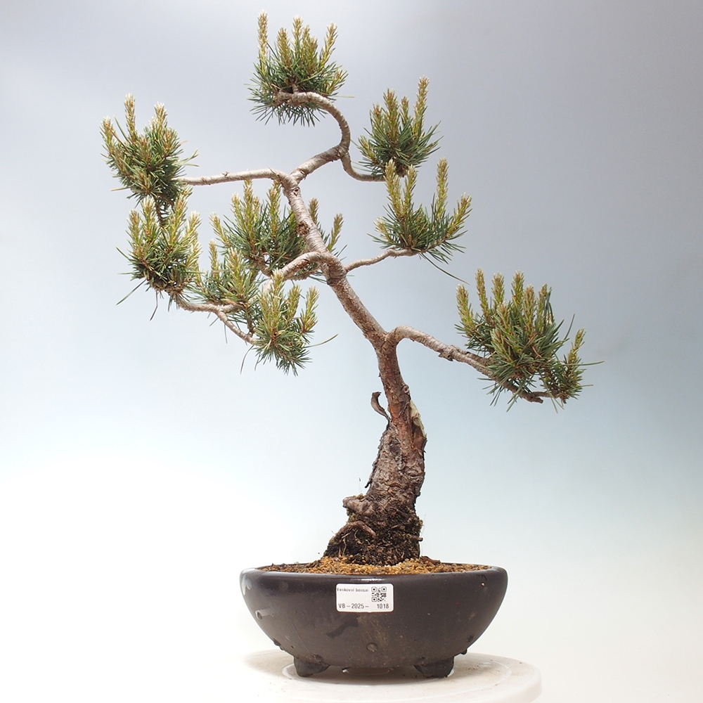 Bonsai im Freien - Pinus Sylvestris - Waldkiefer