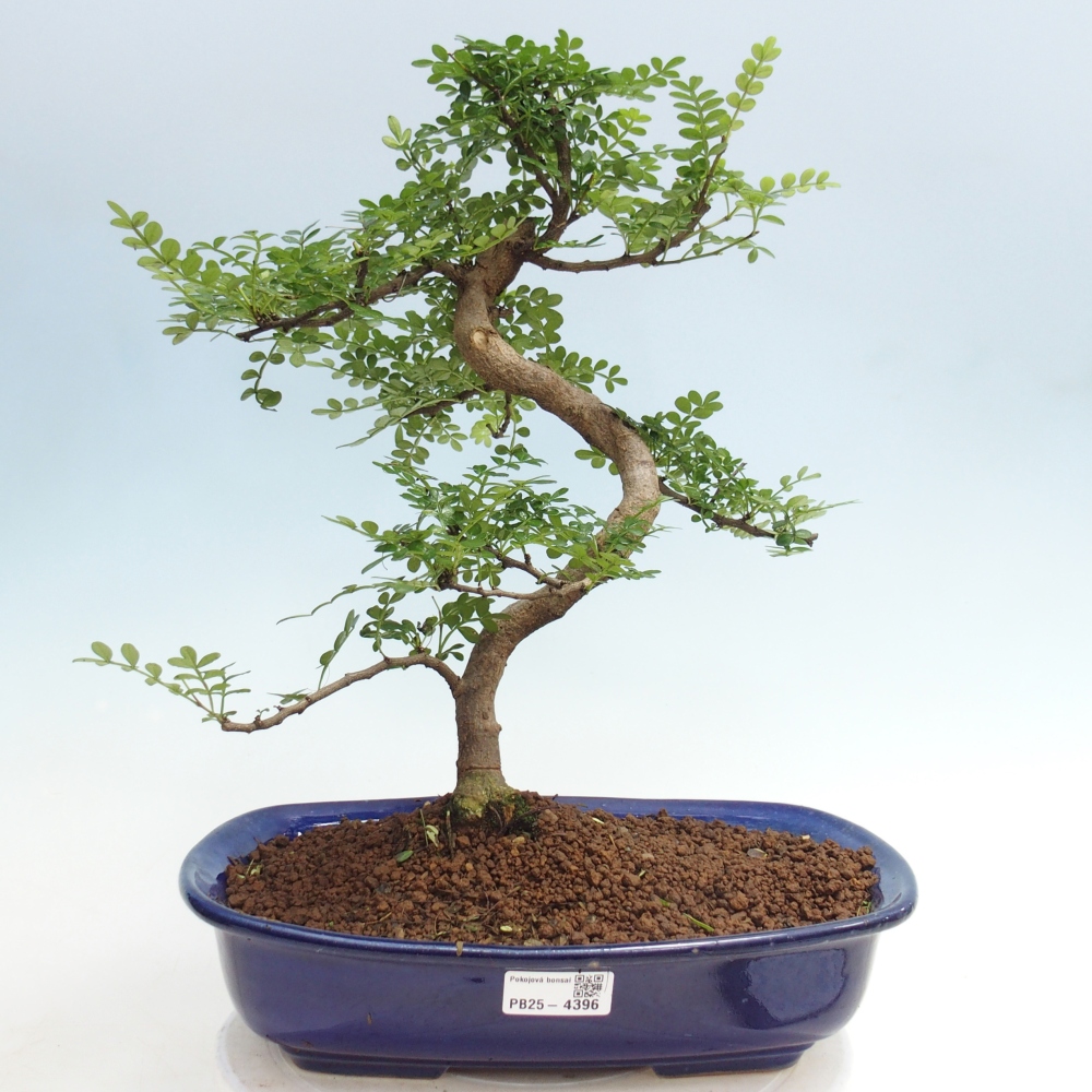 Zimmer Bonsai - Zantoxylum piperitum - Pfefferbaum