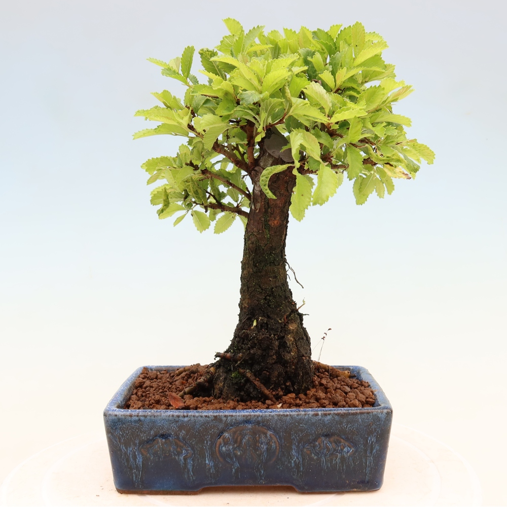 Bonsai für draußen - Zelkova - Zelkova NIRE