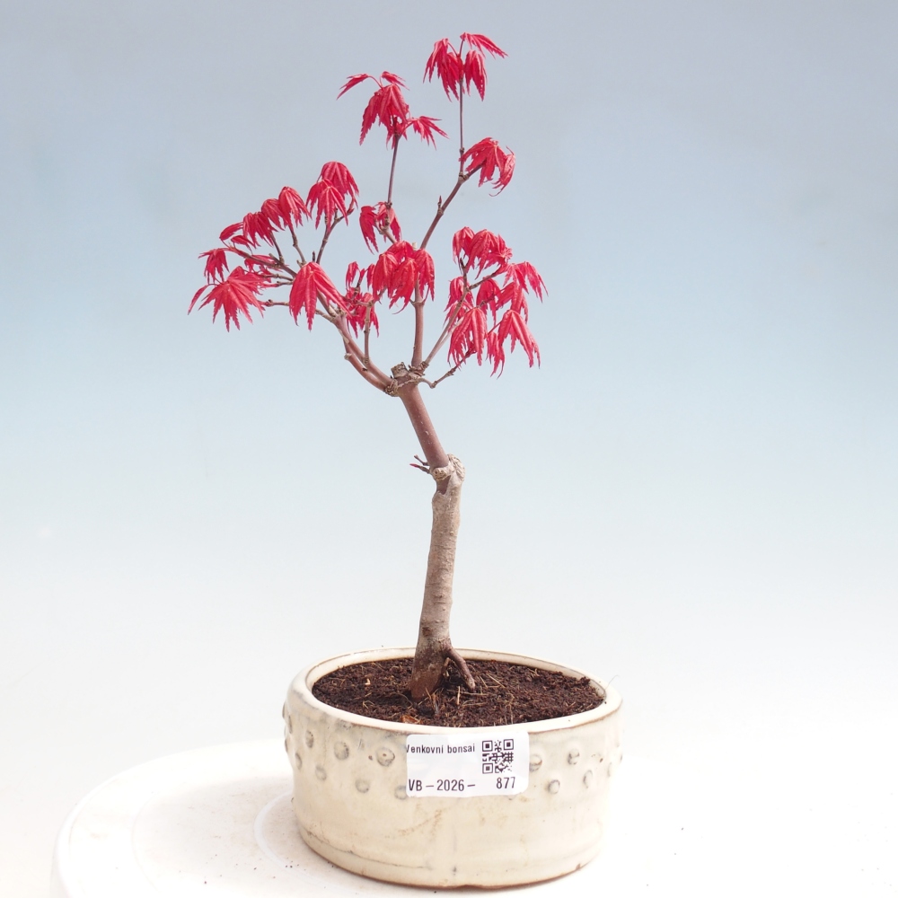 Bonsai für draußen - Acer palmatum DESHOJO